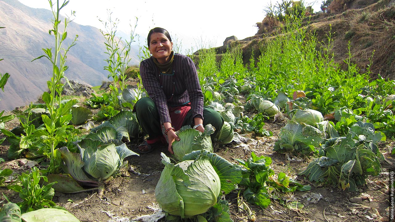 Hymyilevä nepalilainen nainen esittelee suuria keräkaaleja viljelmällä vuoren rinteessä